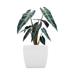 Alocasia Plant