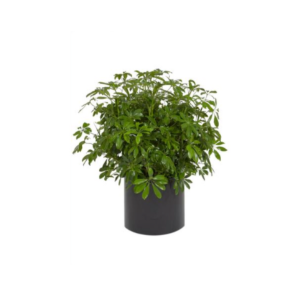 Arboricola Plant