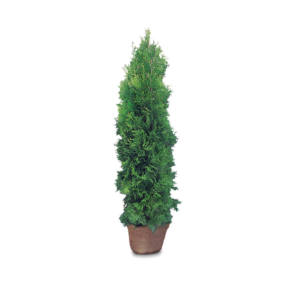 Cedar Bush Plant