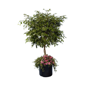 Ficus Tree Top-Dressed with Ferns & Blooming Plants – 6 FT Tall Indoor Plant