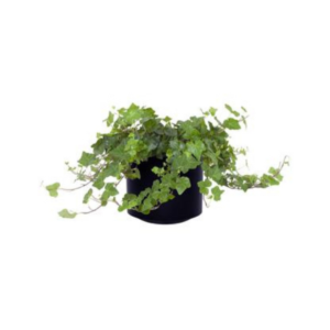 Ivy Plant – Classic Trailing Greenery for Events & Indoor Decor