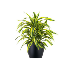 Lemon Lime Dracaena – Vibrant Indoor Plant & Natural Air Purifier