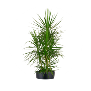 The Marginata Plant (Dracaena Marginata) for Stylish Greenery for Events & Interior Decor