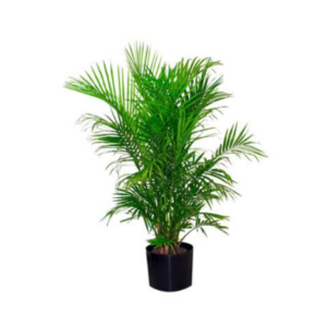 Palm Tree Plant for Tropical Elegance for Event Decor & Venue Styling