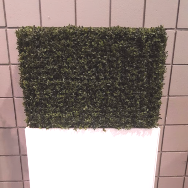 Boxwood Hedge Pillar