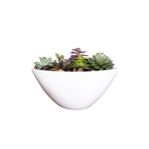 Succulent